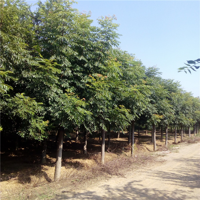 北栾最新价格,北栾最新价格,时代背景下的市场洞察