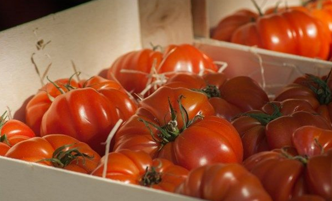 定陶西红柿最新价格及获取指南,如何比较与选择优质价格信息?