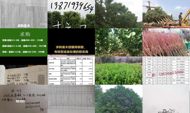苗木市场繁荣变迁下的最新求购信息解析