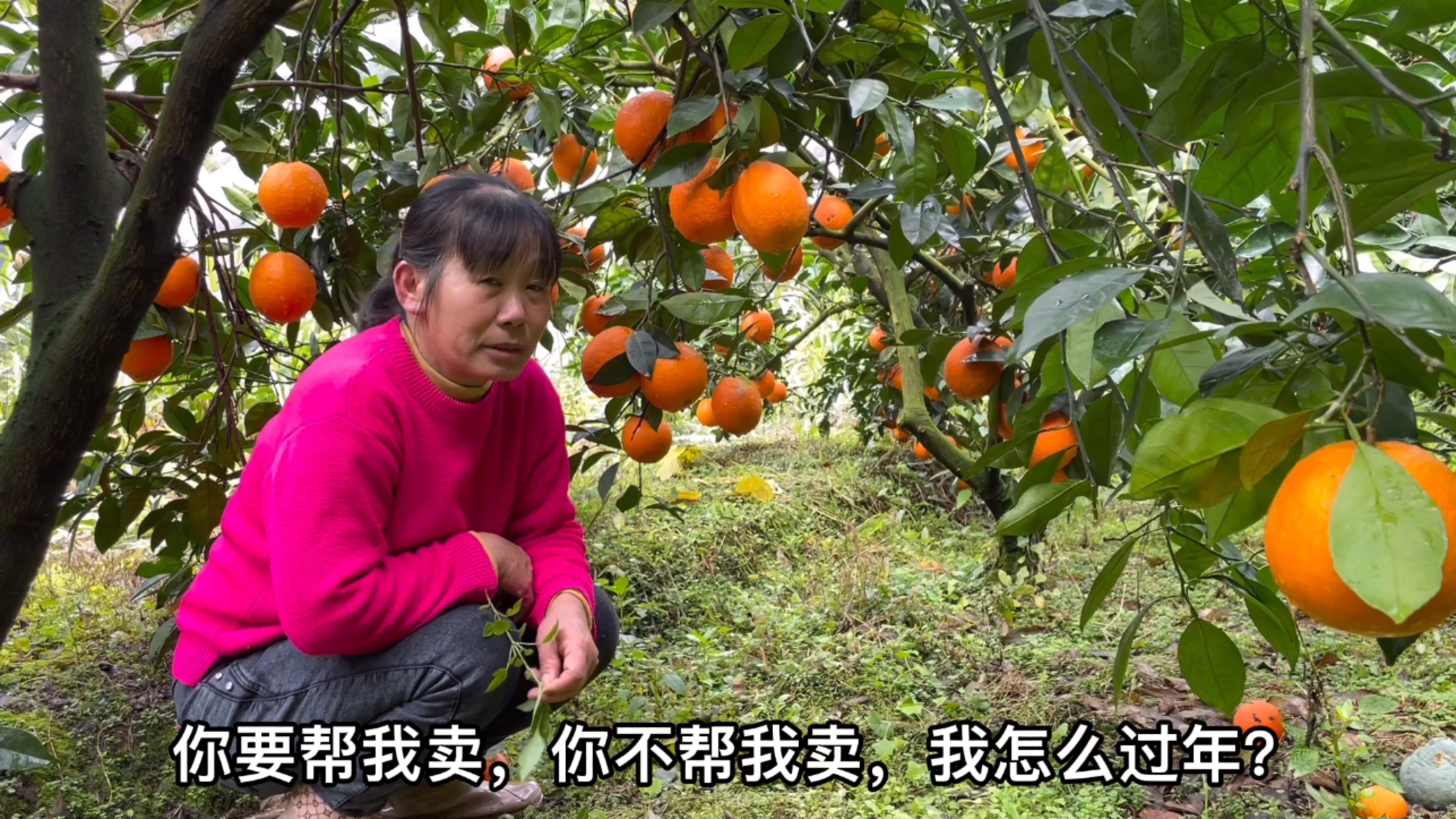 水果最新卖法,创新之路与时代印记的探索