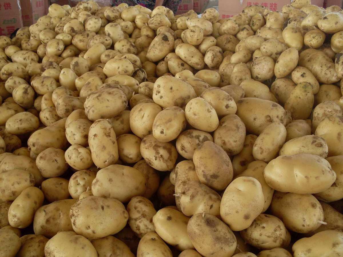 马铃薯市场最新价格动态,趋势分析、影响因素与前景展望