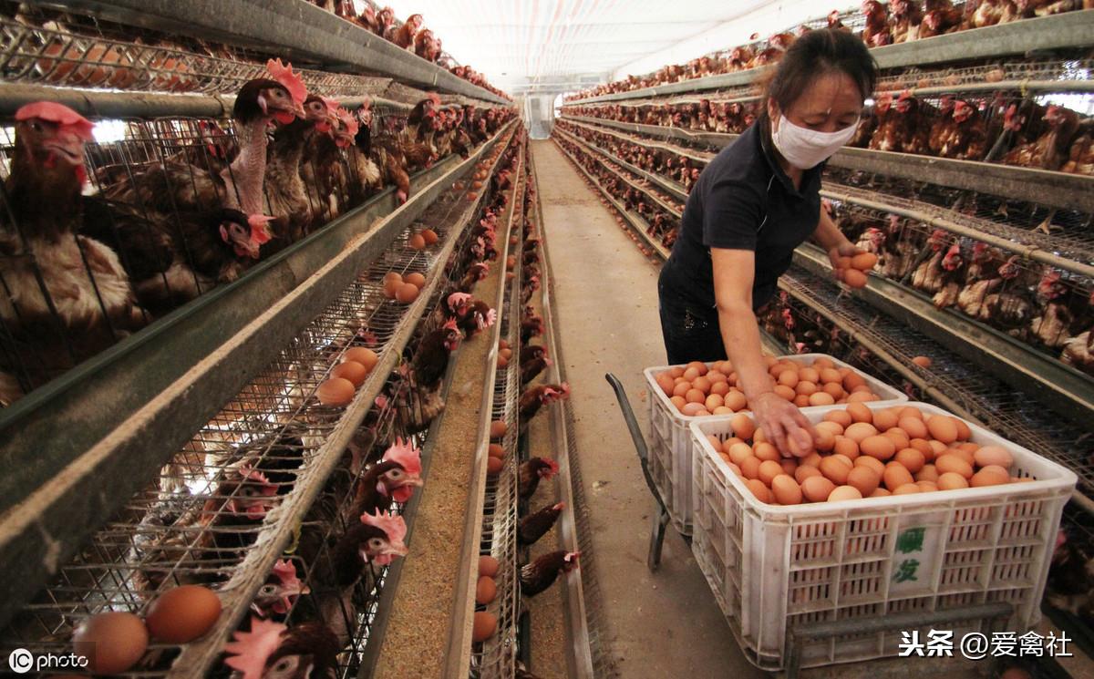 鹤壁鸡蛋最新价格揭秘,小巷深处的鲜味之源