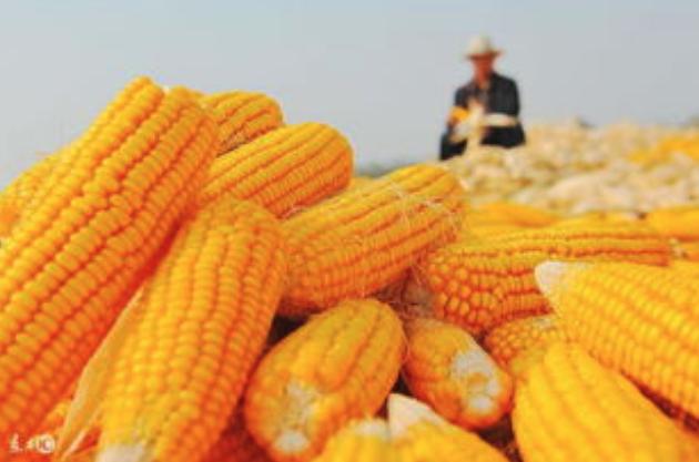 内蒙玉米最新价格概览，最新行情与市场动态分析