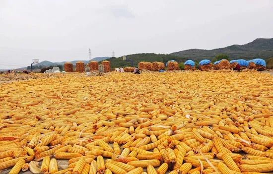 内蒙玉米最新价格概览,最新行情与市场动态分析