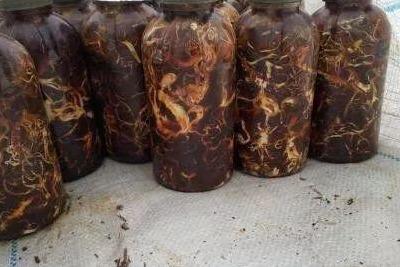 猪芩最新价格，探寻自然美景的探险之旅