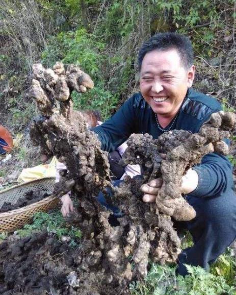 猪芩最新价格,探寻自然美景的探险之旅