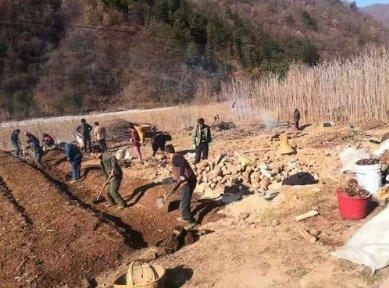 猪芩最新价格,探寻自然美景的探险之旅