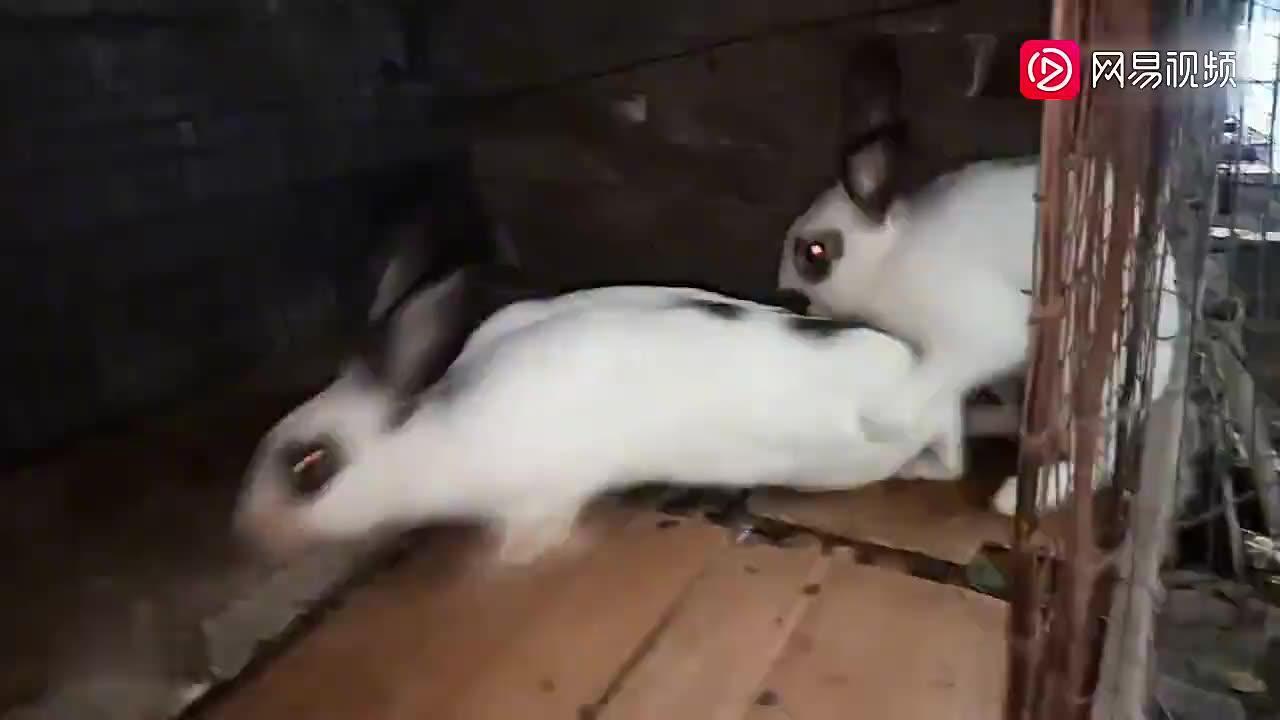 兔子王国的和谐乐章，最新交配视频与自然美景之旅