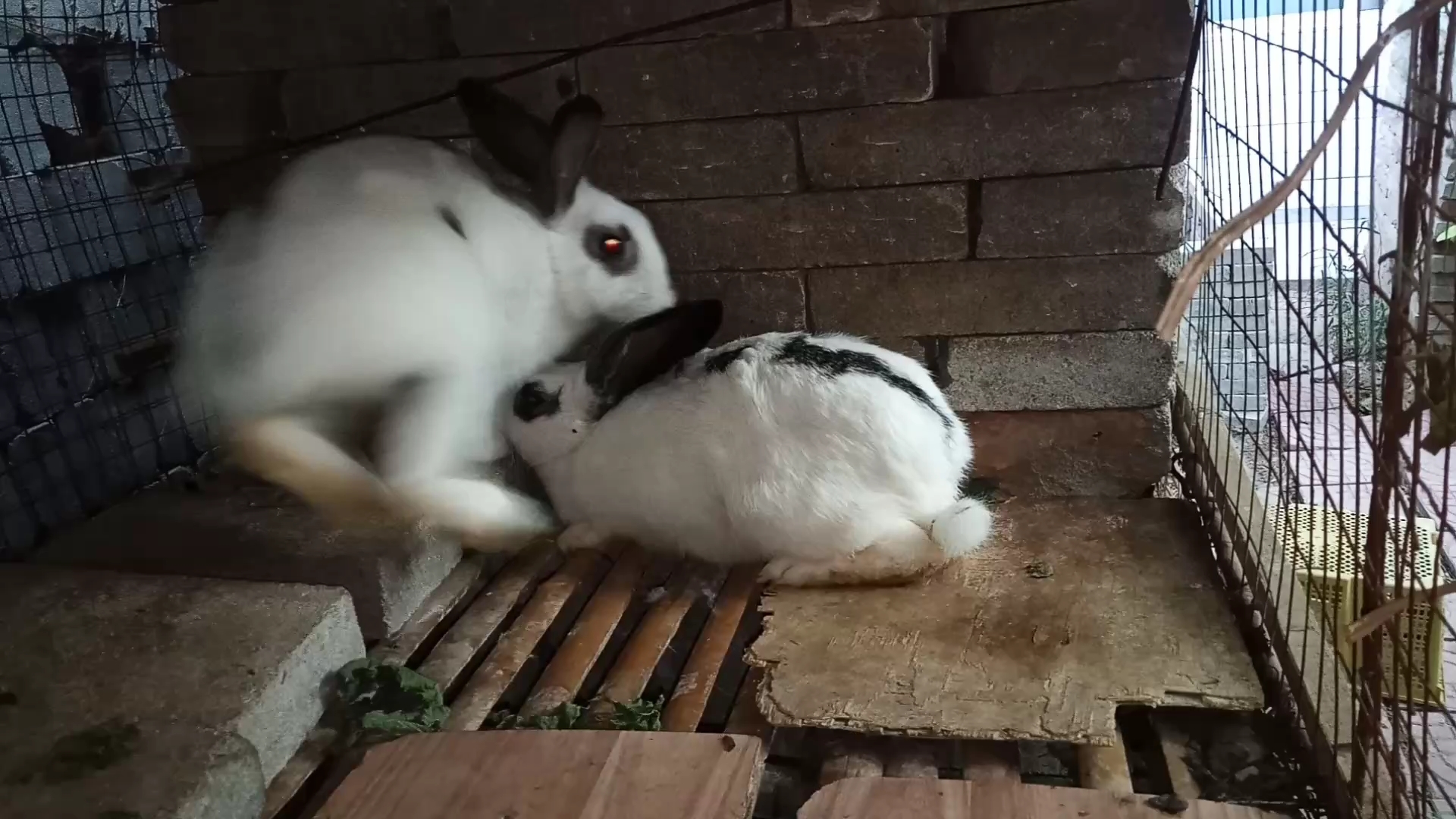 兔子王国的和谐乐章,最新交配视频与自然美景之旅