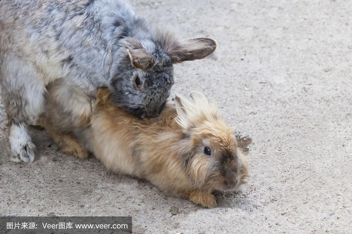 兔子王国的和谐乐章,最新交配视频与自然美景之旅