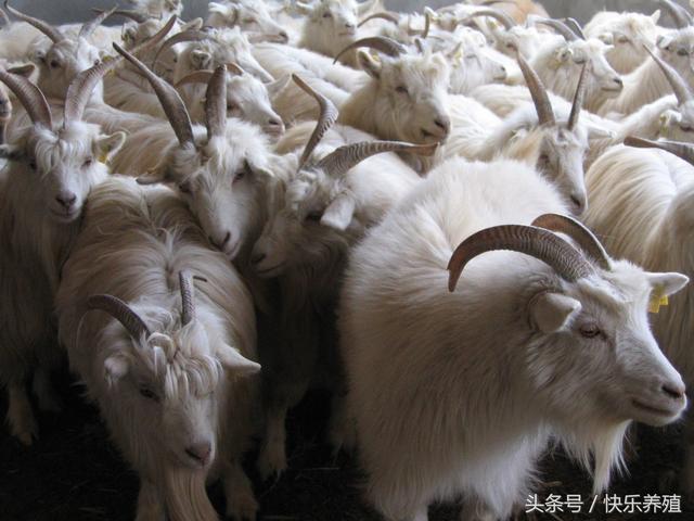 最新羊价行情深度解析,市场走势与预测报告!