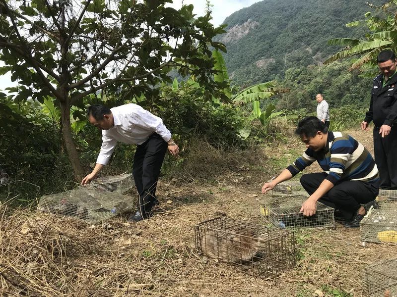 最新笼打竹鸡,小巷深处的特色美食探秘之旅
