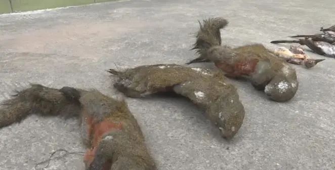 最新笼打竹鸡,小巷深处的特色美食探秘之旅