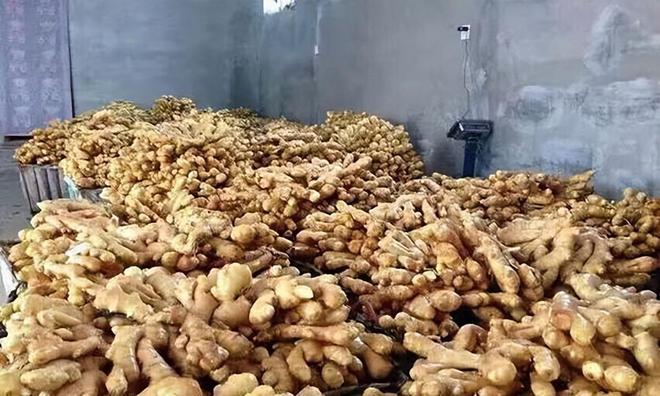 姜价格最新行情揭秘,一场绿色之旅的心灵探寻