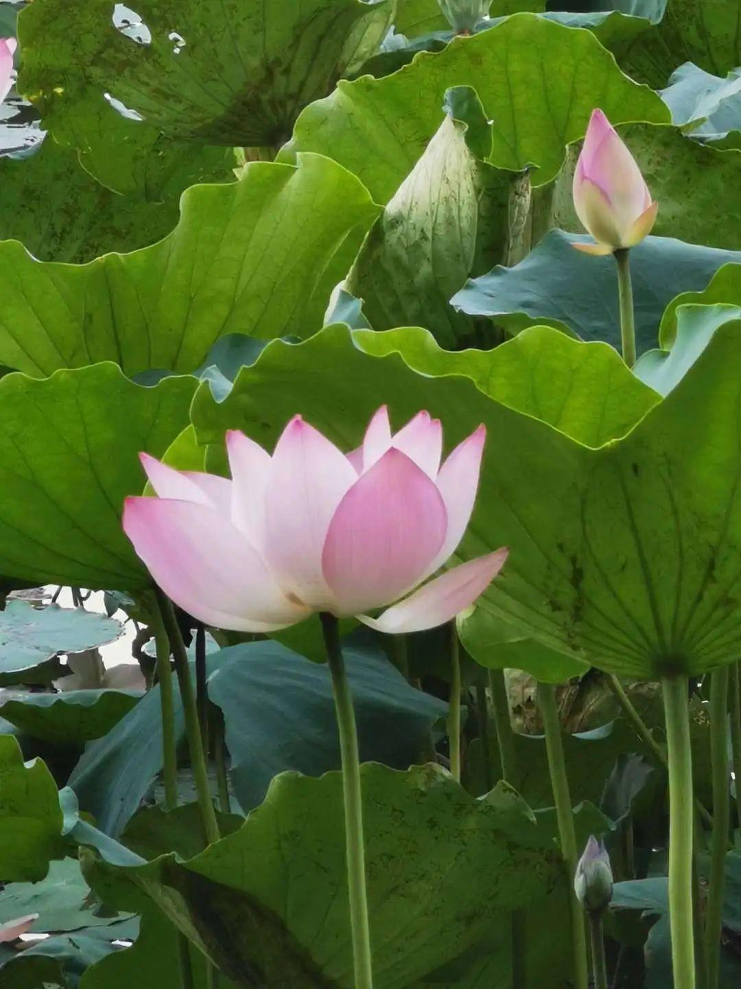 深圳公园排名更新,探秘绿意盎然的小巷与特色小店