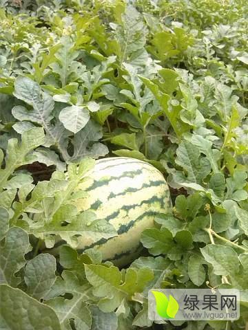 利津西瓜最新价格，小巷深处的甜蜜诱惑揭秘