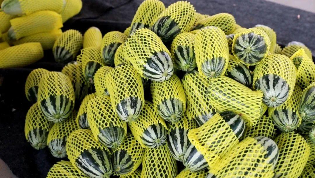 利津西瓜最新价格,小巷深处的甜蜜诱惑揭秘