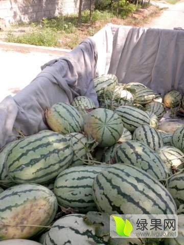 利津西瓜最新价格,小巷深处的甜蜜诱惑揭秘