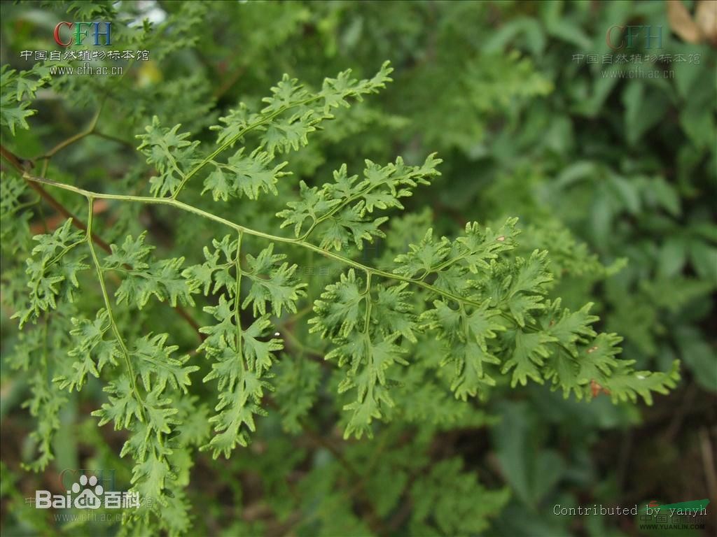 海金沙最新价格揭秘，重磅更新，让你全面了解！
