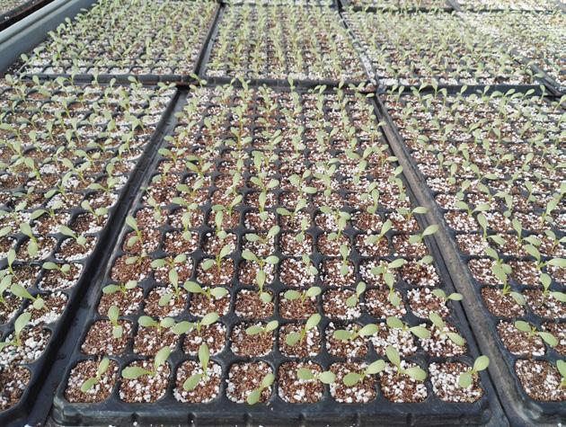 成都莴笋最新价格，市场走势与种植前景深度分析