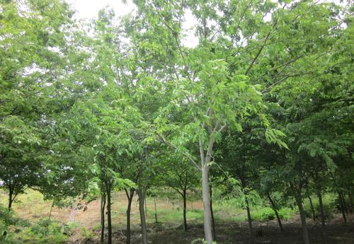 榉树最新价格,市场走势分析与选购指南