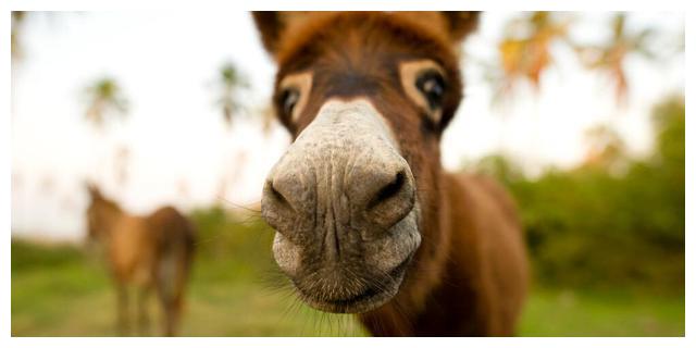 最新驴的故事告诉我们,最新驴的故事告诉我们,如何完成一项任务或学习新技能