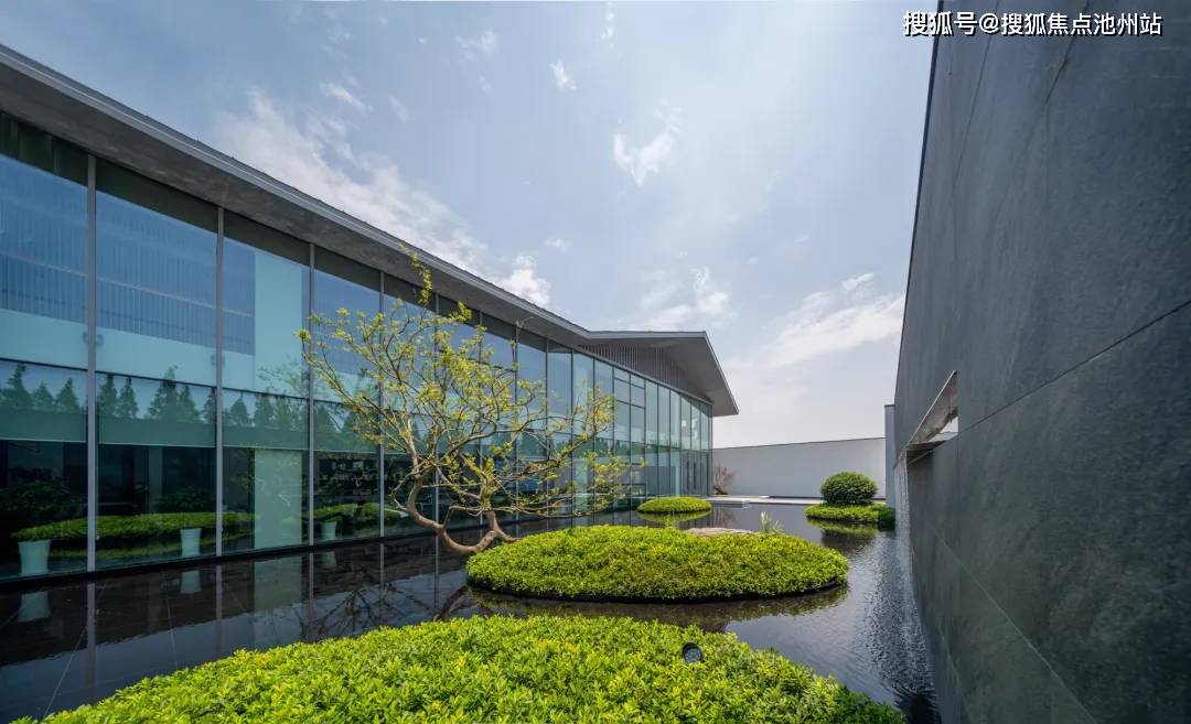 广饶梧桐印象最新动态及观点论述摘要