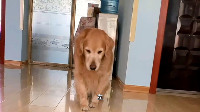 金毛米拉来福最新视频深度解析,背景、事件与地位的探索