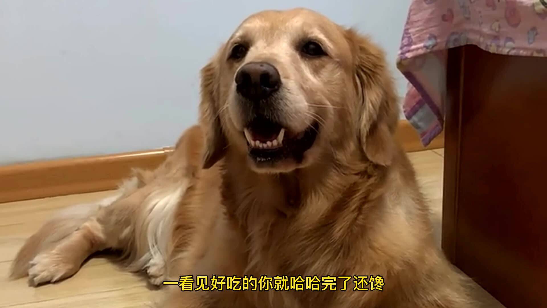 金毛米拉来福最新视频深度解析,背景、事件与地位的探索