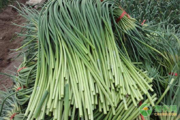 新蒜苔价格行情分析与市场趋势预测