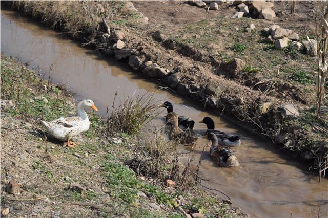 老鸭窝最新网站公布,数字时代的文化地标亮相!