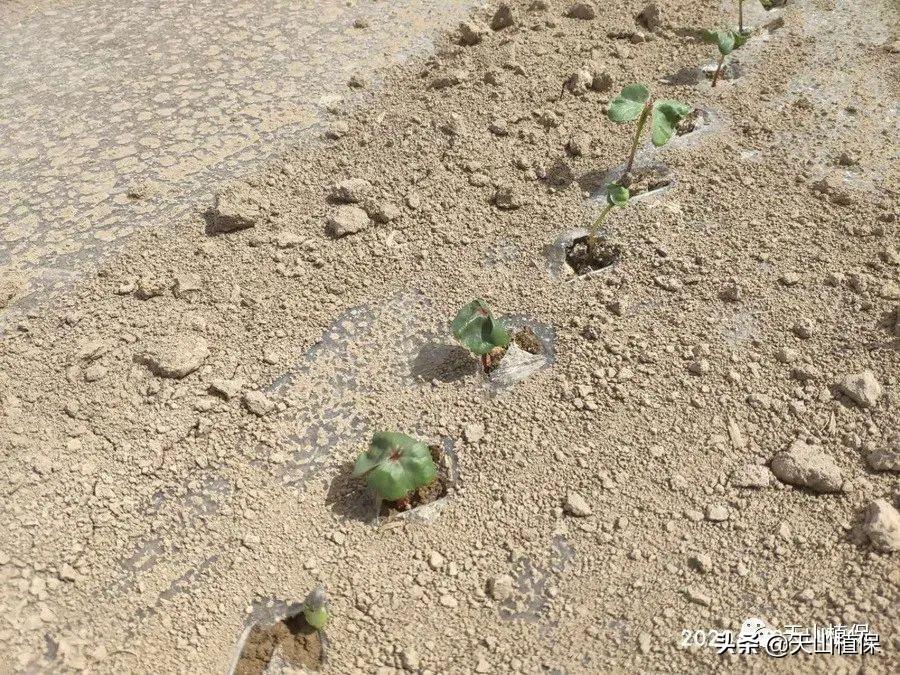 南疆棉花补贴最新动态,申请与了解的全方位指南