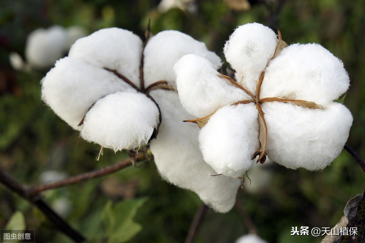 南疆棉花补贴最新动态,申请与了解的全方位指南