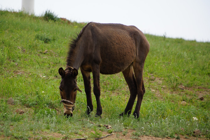 现代女性独立与活力的探索,闺秀撒欢儿的驴最新风采
