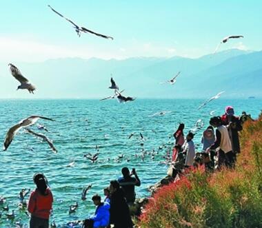 大理洱海整治最新动态,影响与观点分析