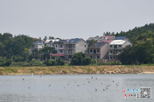 江西鄱阳芦田最新消息,?江西鄱阳芦田最新消息????