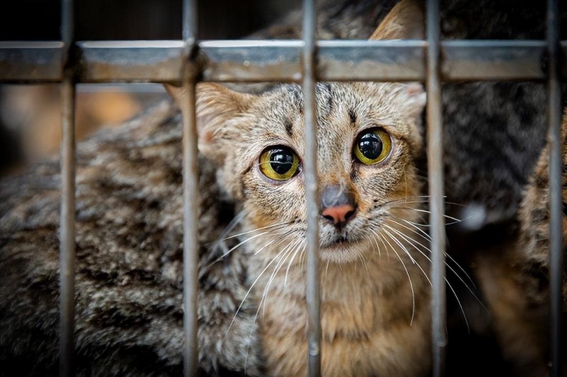 科技与爱心共创未来，高科技产品重塑流浪猫生活新篇章