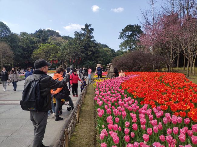 重庆最新赏花盛宴，花下的欢笑与温情记忆