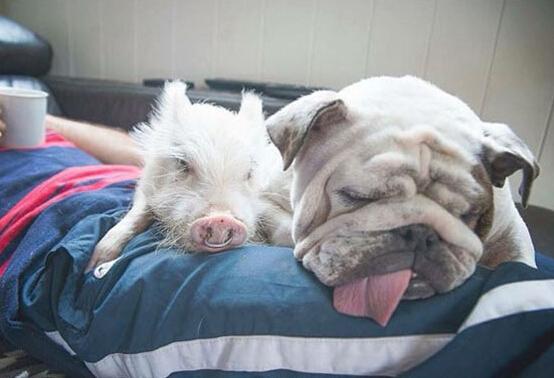 最新萌猪探秘，小巷深处的特色小店