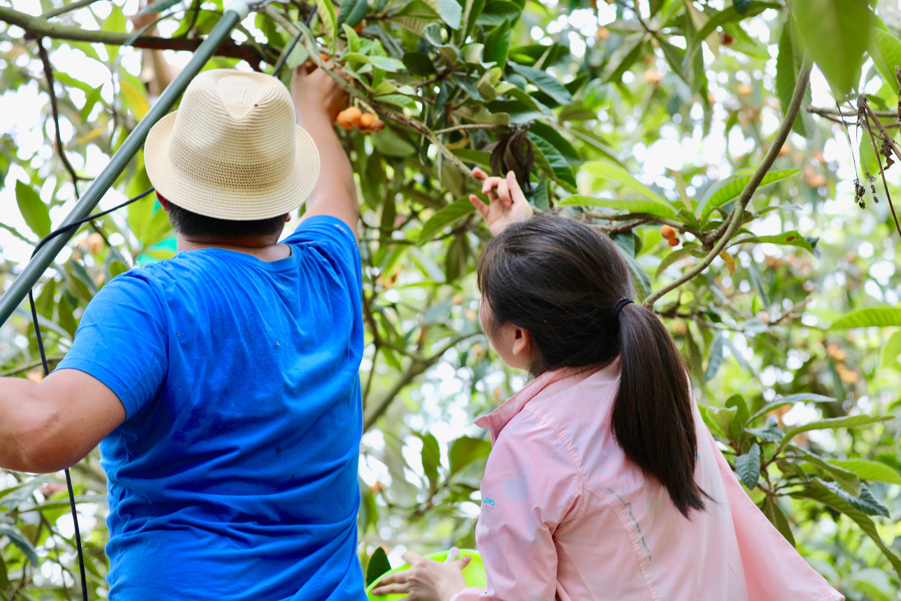 最新摘枇杷科技产品介绍，探索枇杷的采摘新世界