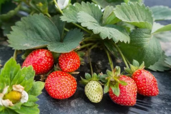 探索自然美景，采摘草莓之旅，寻找内心的宁静与喜悦