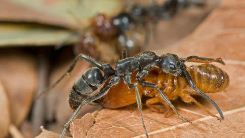 蚂蚁视频最新，巷弄深处的独特风味，特色小店魅力之旅探索