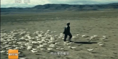 蝗虫最新状态,蝗虫最新状态，巷弄深处的特色小店里，探索自然之魅力