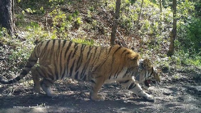 2024新奥精准资料免费大全078期,科学分析解释说明_赛博版38.970