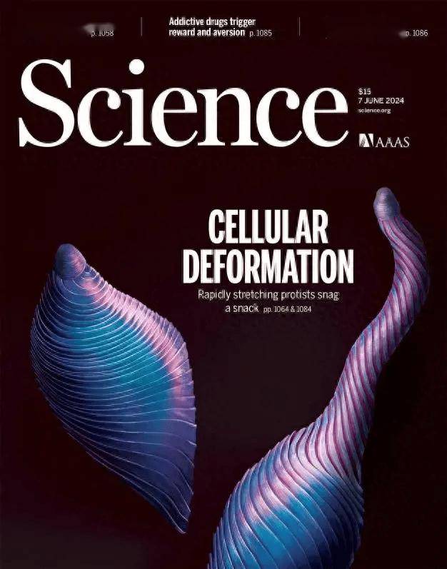 2024香港资料大全正新版,实地观察数据设计_教育版32.384