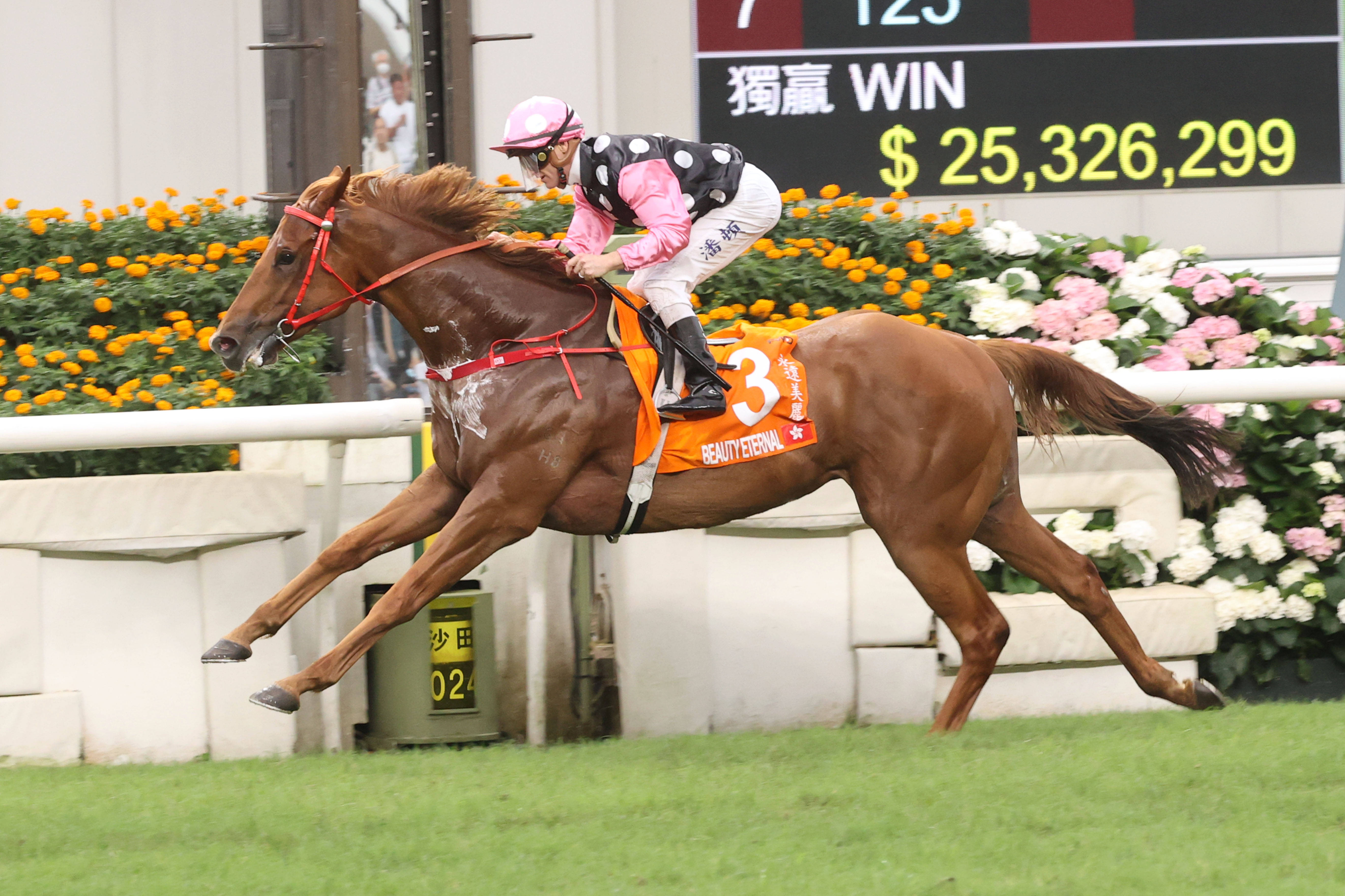 2024香港赛马全年免费资料,解答配置方案_体育版8.965