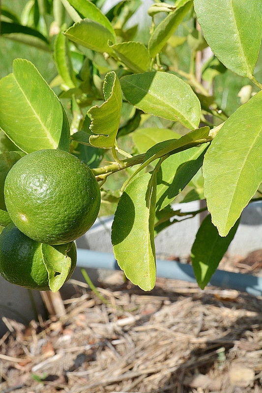 酸橙最新,学习变化,自信闪耀,成就无限梦想之路