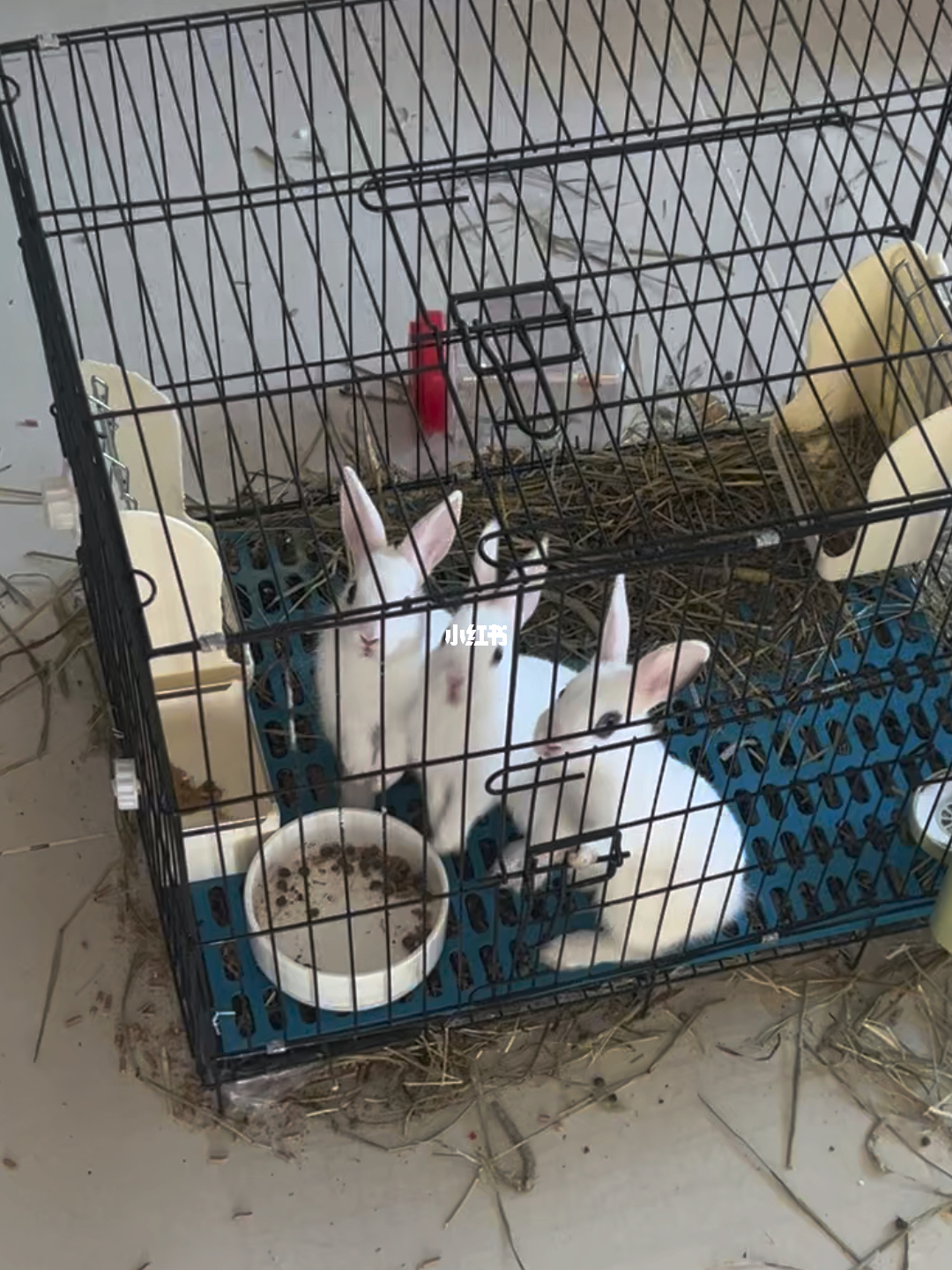 白兔窝梦幻乐园探秘之旅开启！