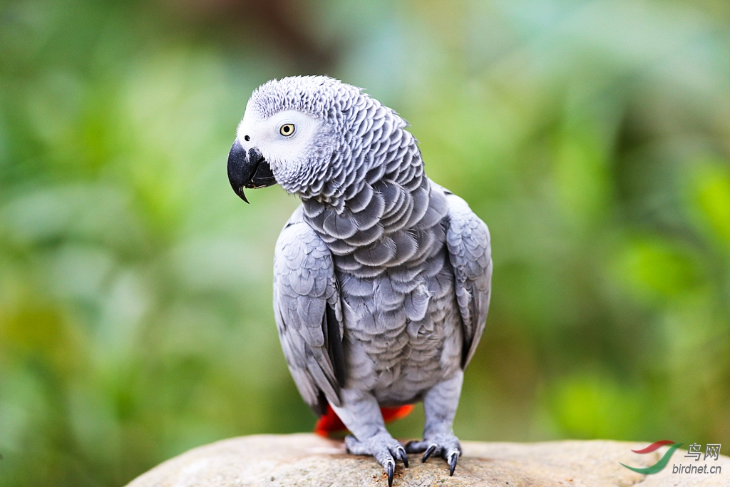灰鹦鹉最新探索,世界与养护知识全解析