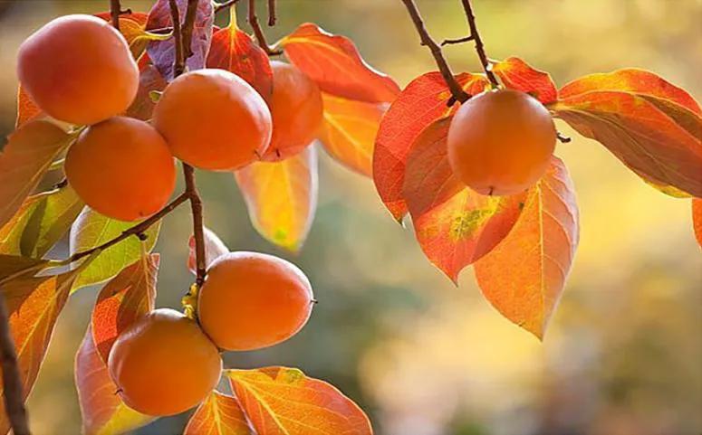 真相之旅，科技神器粉碎谣言，重塑生活新面貌